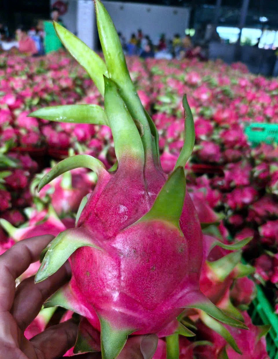 Lam Dong Province is known as the capital of dragon fruit production. Photo: Kim So. Lam Dong Province is known as the capital of dragon fruit production. Photo: Kim So.