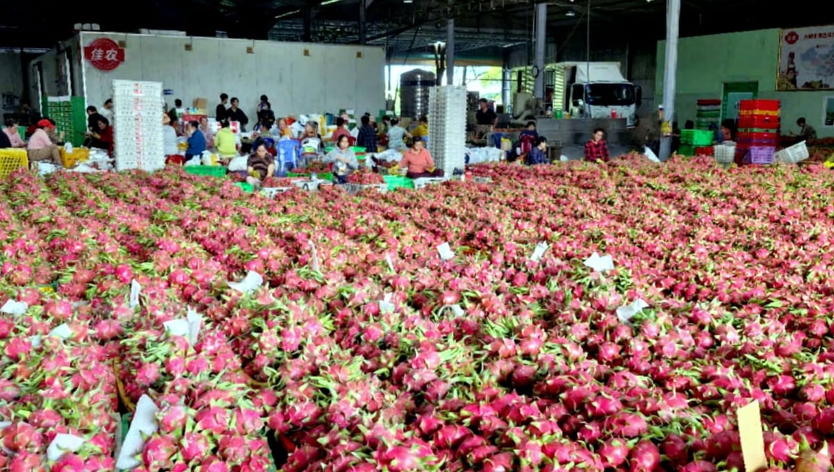 In recent times, the market has shown positive signs, and dragon fruit exports in Lam Dong Province have grown significantly. Photo: Kim So. In recent times, the market has shown positive signs, and dragon fruit exports in Lam Dong Province have grown significantly. Photo: Kim So.