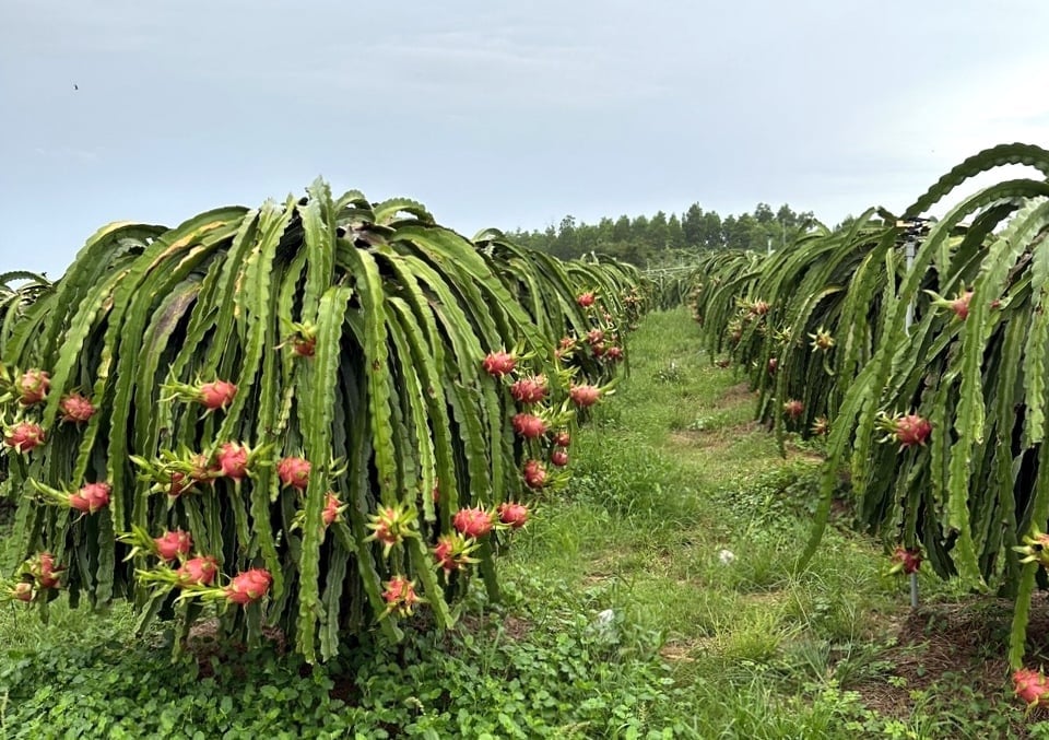 Farmers need to improve product quality to meet the requirements of all markets. Photo: Kim So. Farmers need to improve product quality to meet the requirements of all markets. Photo: Kim So.
