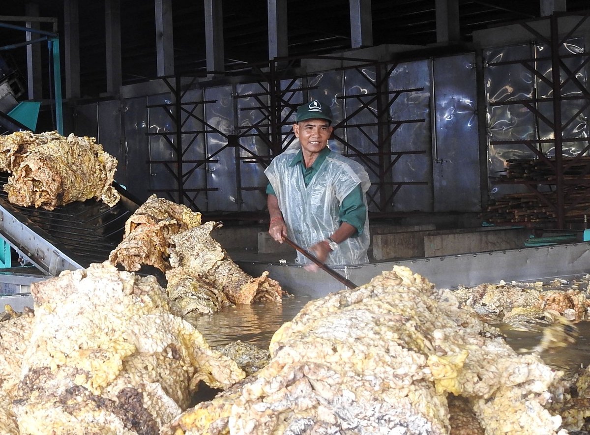 Rubber latex production at the factory of Tan Bien Rubber Development Company Limited - Kampong Thom. Photo: Son Trang.