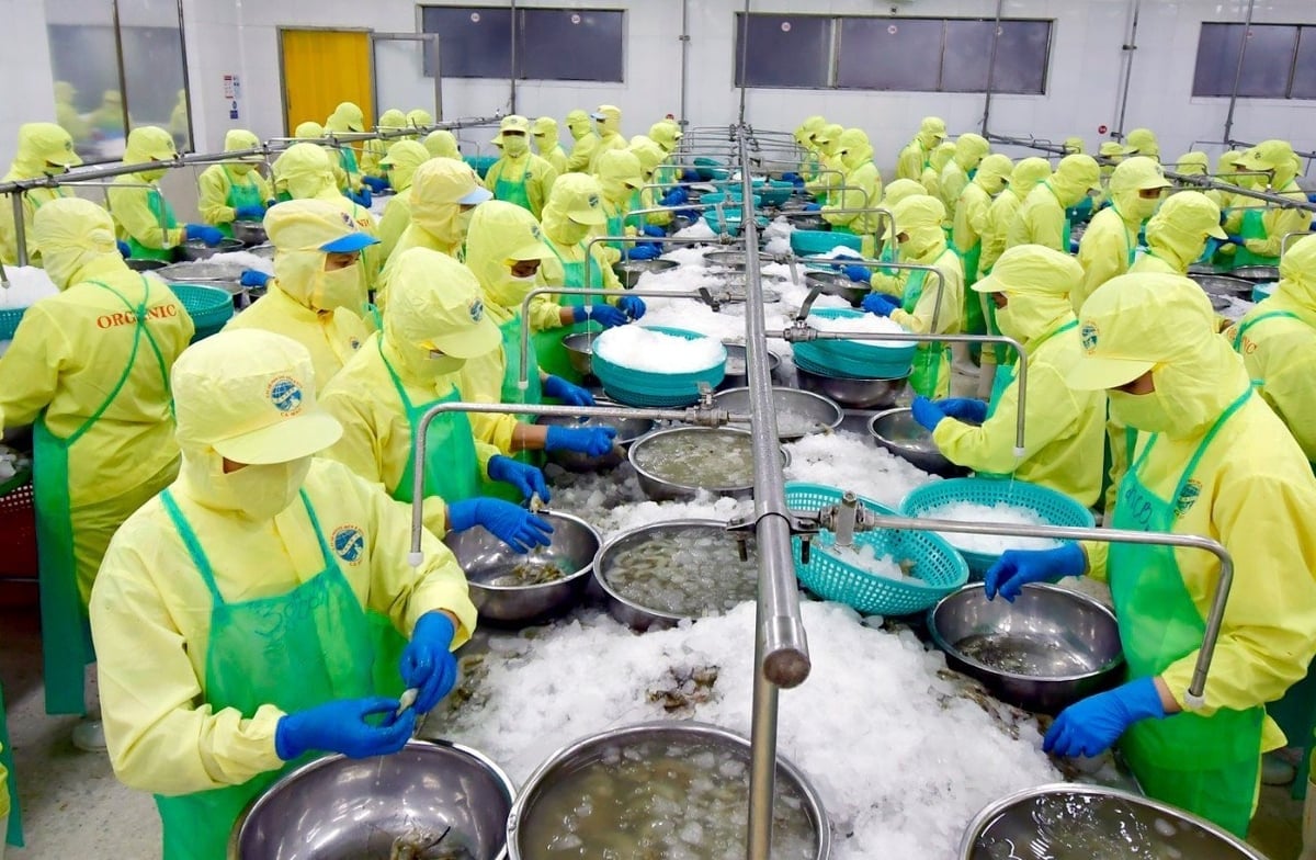 Ca Mau’s agriculture sector has set an ambitious target of reaching $2.4 billion in annual seafood exports by 2030. Photo: Trong Linh.