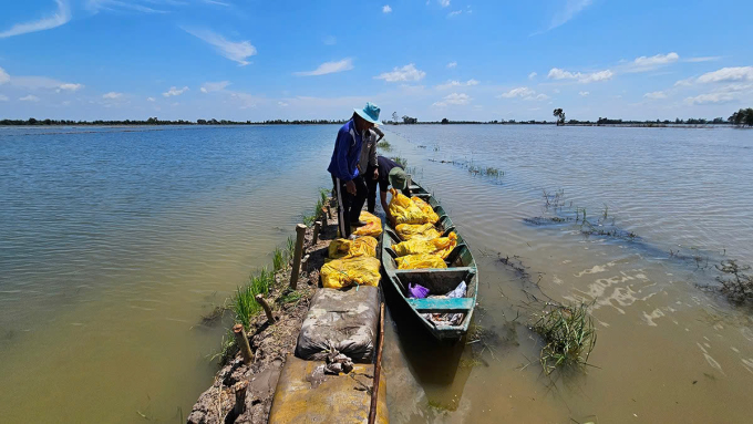 Farmers in Binh Hiep commune reinforced the shore to protect rice in the flood season in 2024. Photo: Nam An