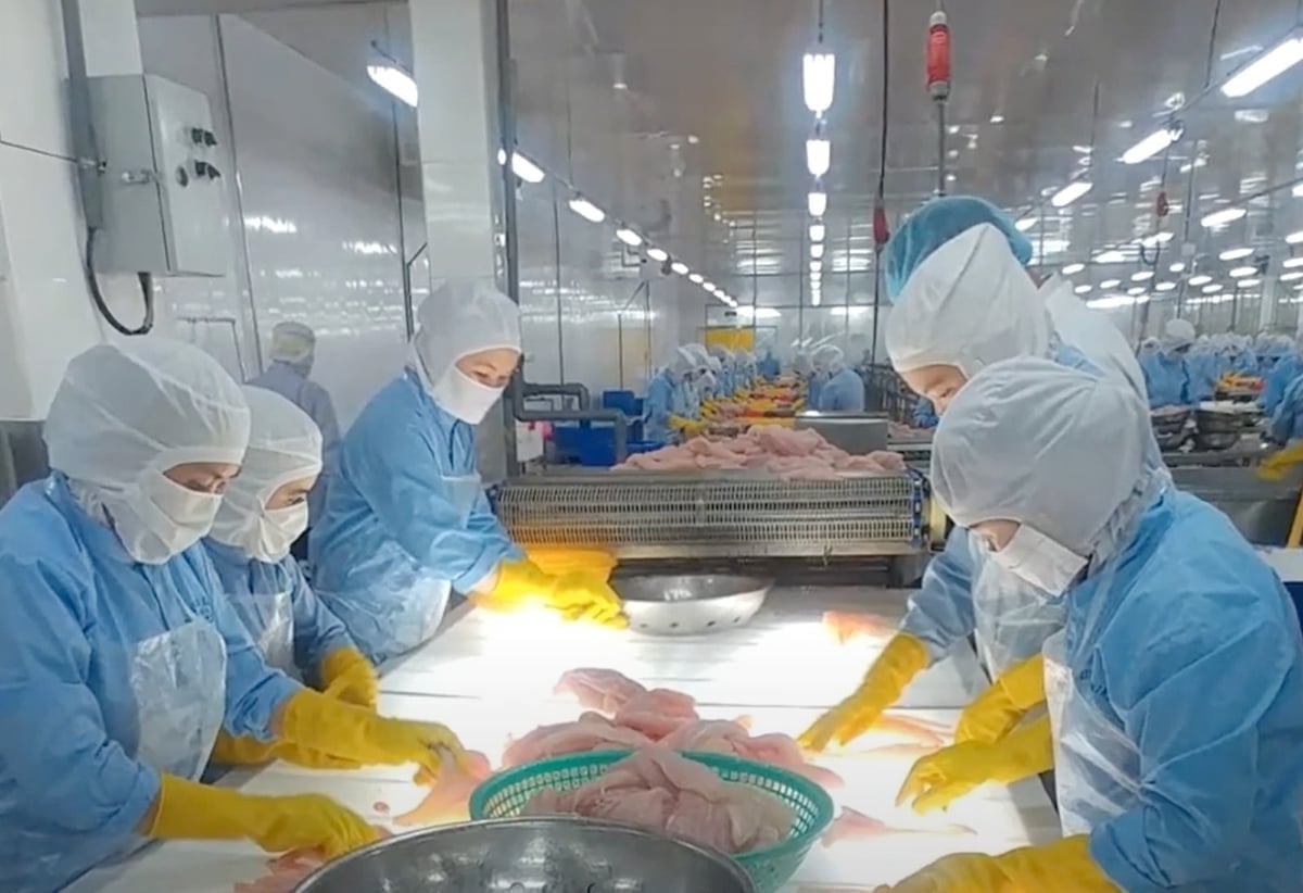 Processing pangasius at a factory in the Mekong Delta. Photo: Son Trang.