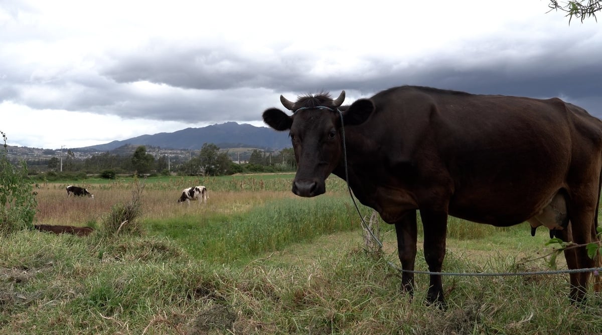 Cows in Ecuador. Photo: FAO.