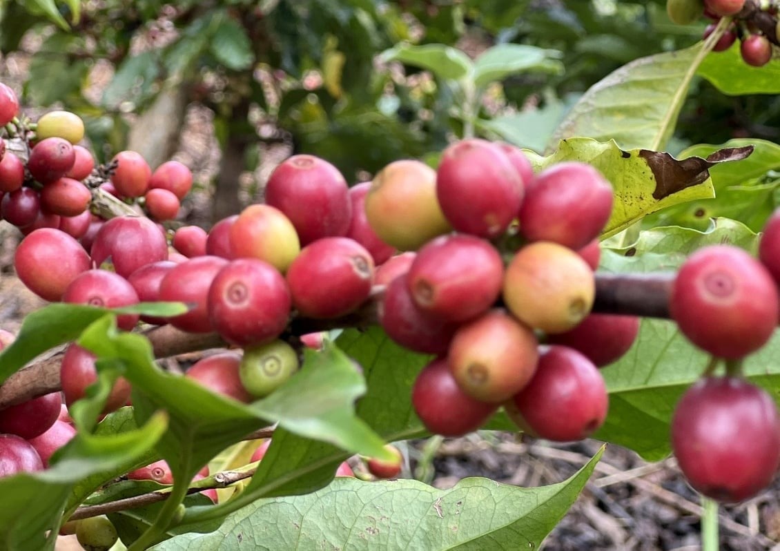 Coffee export turnover in the 2024–2025 crop year reached a record USD 8.4 billion. Photo: Thanh Son. Coffee export turnover in the 2024–2025 crop year reached a record USD 8.4 billion. Photo: Thanh Son.