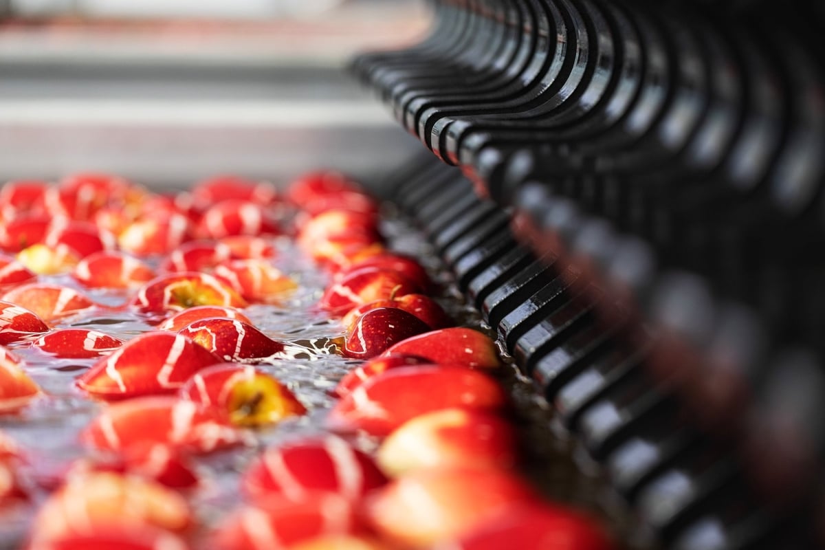 Post-harvest apple cleaning and processing line ensuring food-safety and quality standards. Photo: New Zealand Story. Post-harvest apple cleaning and processing line ensuring food-safety and quality standards. Photo: New Zealand Story.