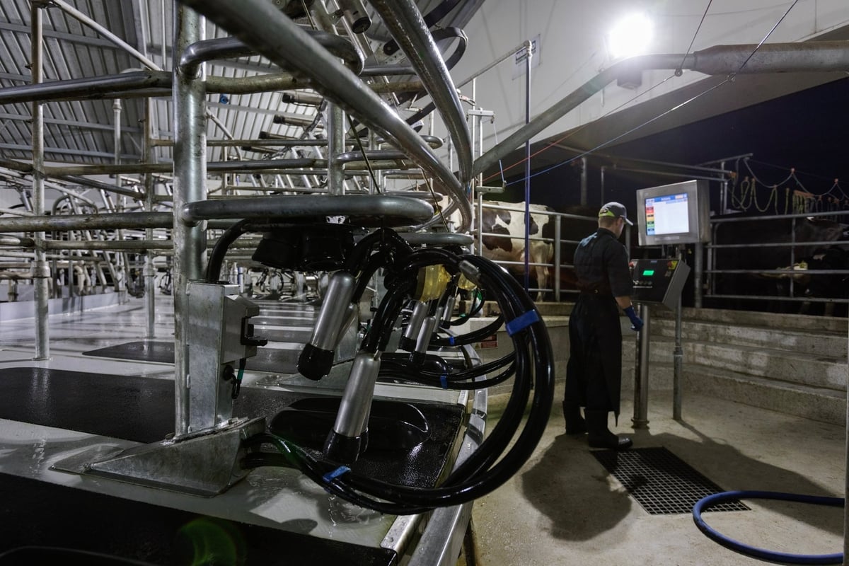 An automated nighttime milking system at a modern dairy farm applying digital technology in production management. Photo: New Zealand Story. An automated nighttime milking system at a modern dairy farm applying digital technology in production management. Photo: New Zealand Story.