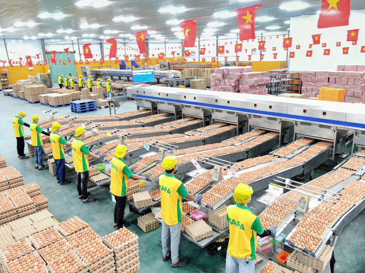 Tafa Group is currently one of Vietnam’s leading egg producers, applying advanced technology and adhering to a green agriculture model. Photo: HT.
