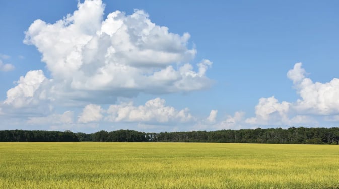The USDA anticipates long-grain rice exports will reach 64 million cwt, a level that hinges on maintaining price competitiveness in global markets.Photo: Brent Murphree.