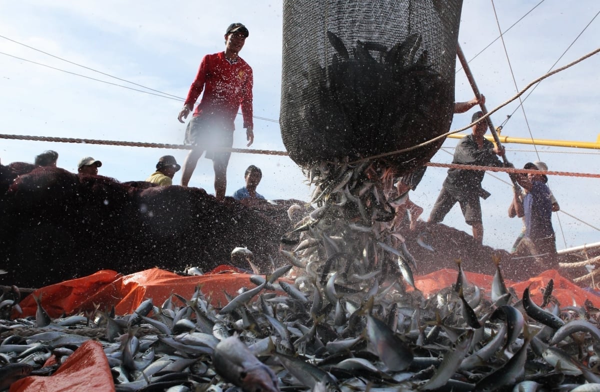 VASEP has recommended that the Ministry of Agriculture and Environment coordinate with relevant units to proactively and promptly review, update, and完善 the legal frameworks to ensure compliance with the law, alignment with international practices, and to avoid losing business opportunities. Photo: Hong Tham VASEP has recommended that the Ministry of Agriculture and Environment coordinate with relevant units to proactively and promptly review, update, and完善 the legal frameworks to ensure compliance with the law, alignment with international practices, and to avoid losing business opportunities. Photo: Hong Tham