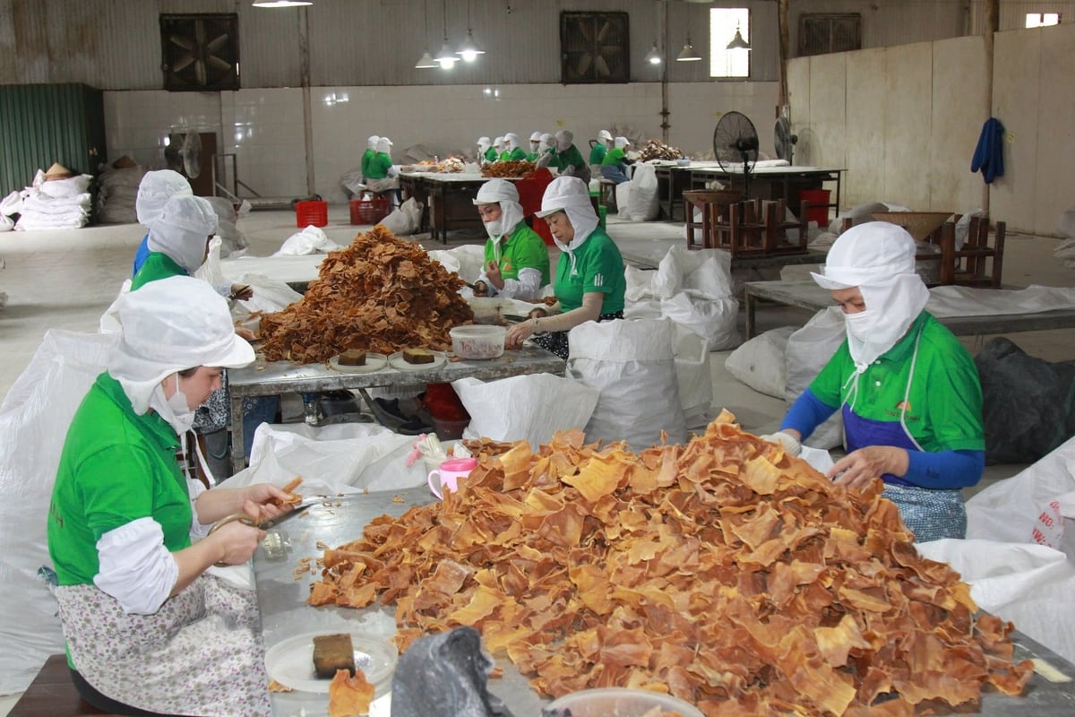 Most enterprises currently only perform basic processing before exporting raw products. Photo: Thanh Tien. Most enterprises currently only perform basic processing before exporting raw products. Photo: Thanh Tien.