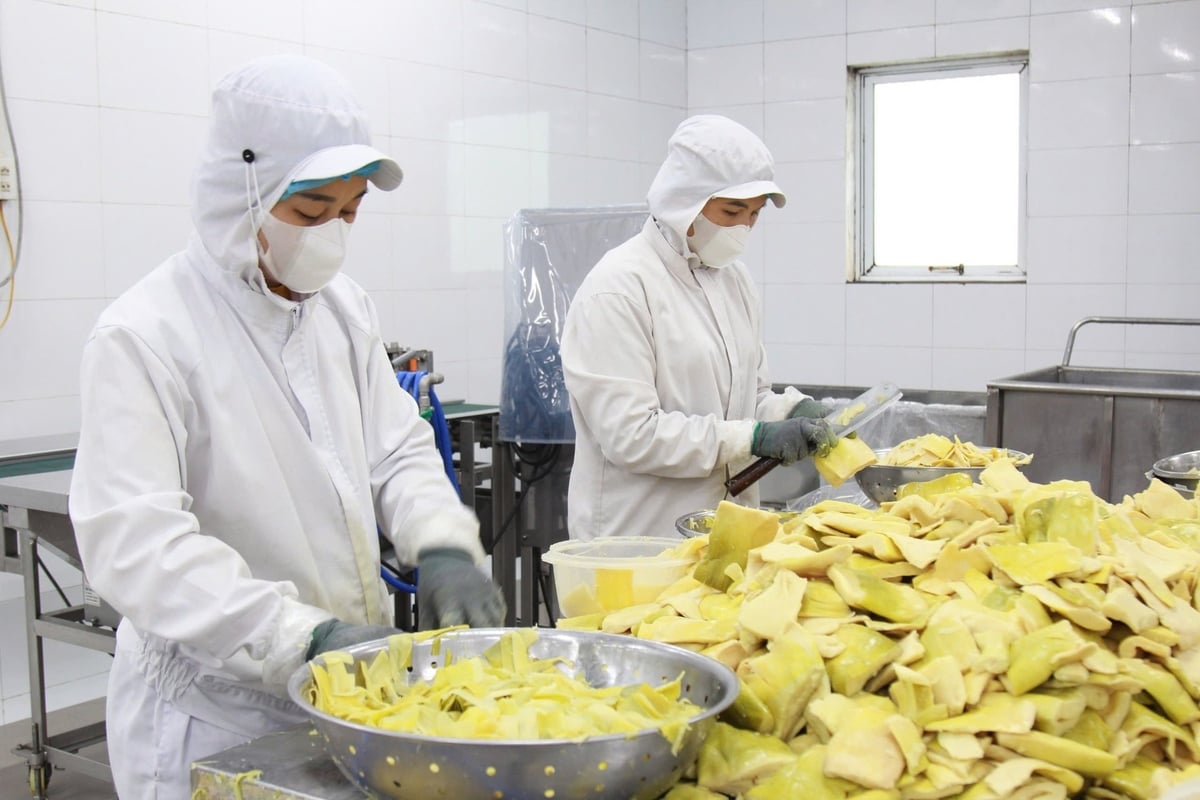 Workers at Yamazaky Vietnam Co., Ltd. process Bat Do bamboo shoots. Photo: Thanh Tien. Workers at Yamazaky Vietnam Co., Ltd. process Bat Do bamboo shoots. Photo: Thanh Tien.