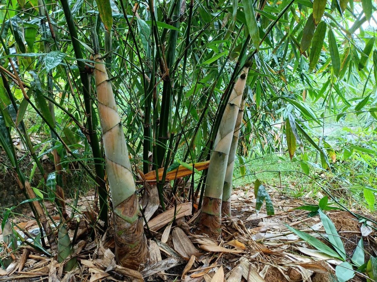 Lao Cai has formed a large-scale commercial production area for Bat Do bamboo shoots. Photo: Thanh Tien. Lao Cai has formed a large-scale commercial production area for Bat Do bamboo shoots. Photo: Thanh Tien.