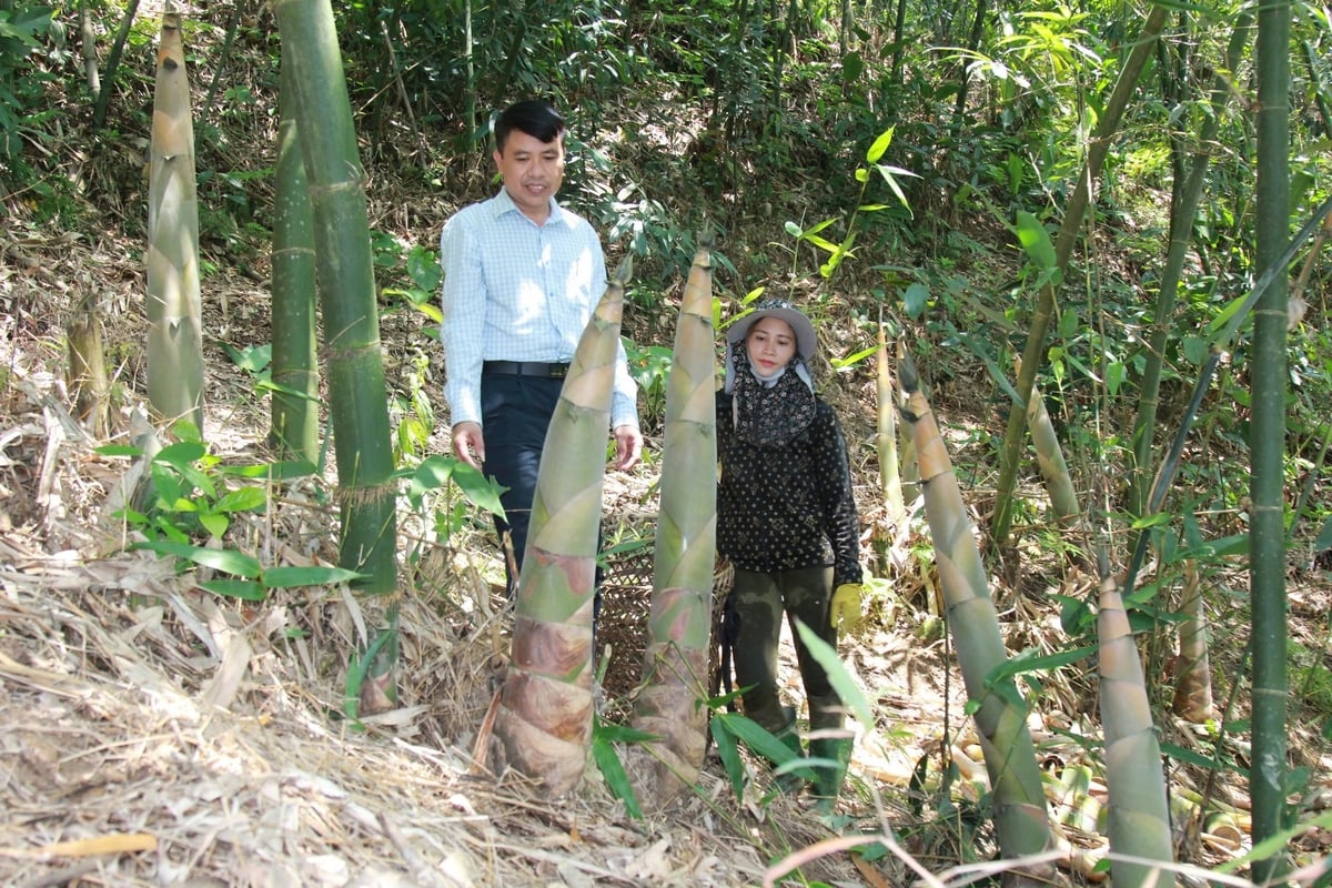 Enterprises continue to collaborate with localities and farmers to expand the raw material areas. Photo: Thanh Tien. Enterprises continue to collaborate with localities and farmers to expand the raw material areas. Photo: Thanh Tien.