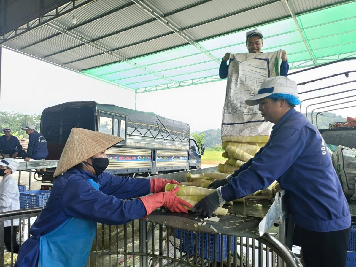Many enterprises are purchasing Bat Do bamboo shoot products from local areas. Photo: Thanh Tien. Many enterprises are purchasing Bat Do bamboo shoot products from local areas. Photo: Thanh Tien.
