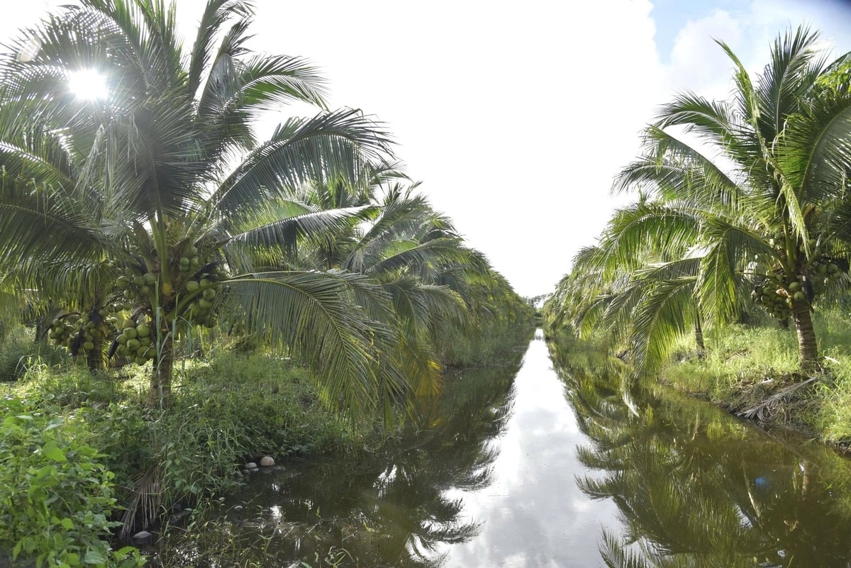 The coconut-pineapple orchard at U Minh Thuong Agricultural Seed Farm is one of six coconut plantations in An Giang granted codes eligible for export to China. Photo: Trung Chanh.