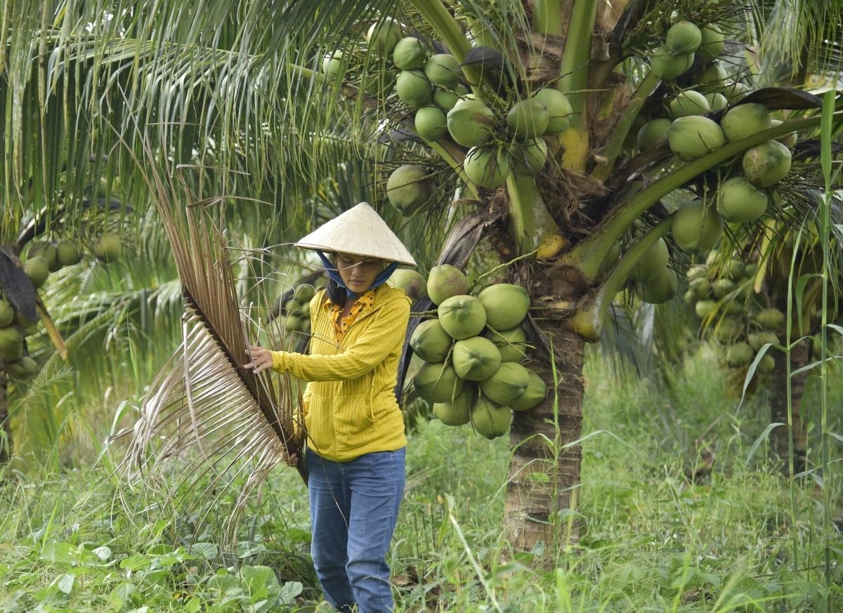To be granted a code, planting areas must strictly follow cultivation procedures, regularly maintain orchard sanitation, and enhance monitoring of pesticide residues. Photo: Trung Chanh.