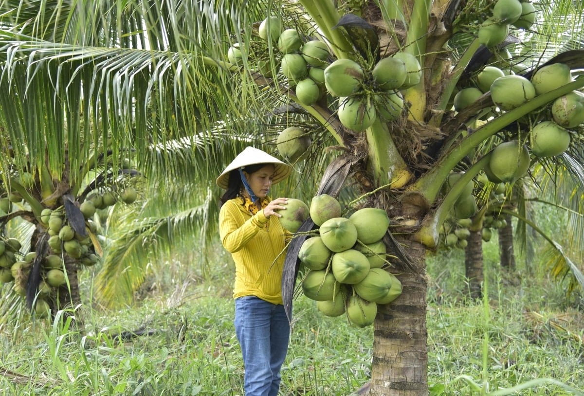 The approval of planting area codes not only carries immediate export significance but also lays the foundation for building the 'An Giang Coconut' brand in international markets. Photo: Trung Chanh.