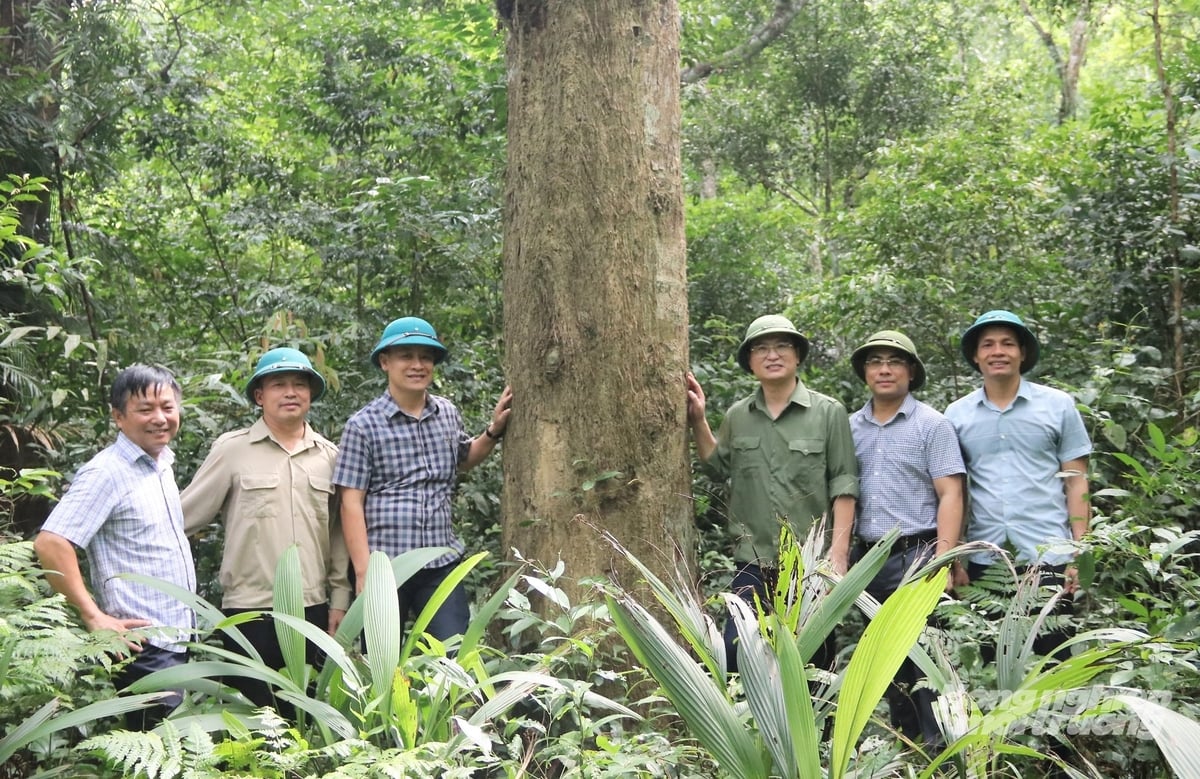The Nga Doi green ironwood forest in Son Kim 1 Commune is managed for ecosystem service conservation, focusing on maintaining forest carbon stock. Photo: Thanh Nga.