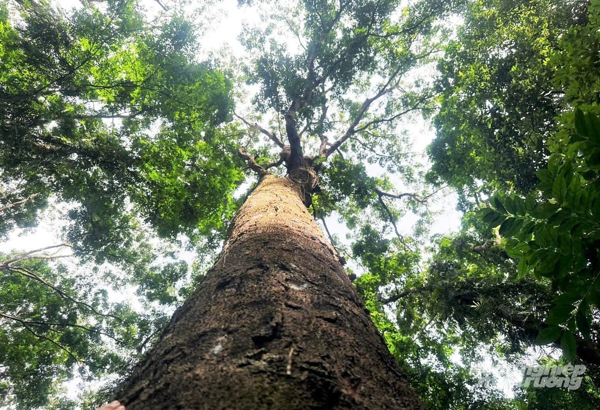FSC forests offer high economic value, prevent erosion, and protect groundwater and the ecological environment. Photo: Thanh Nga.