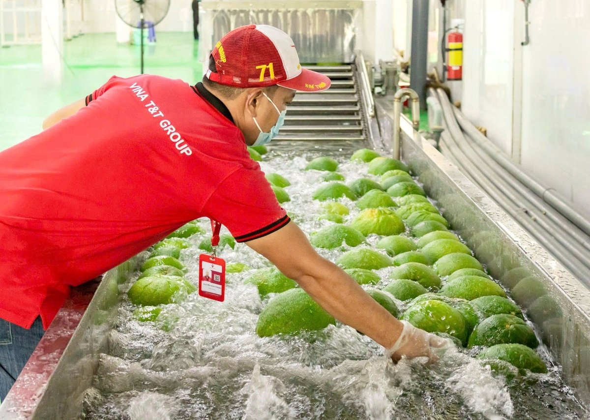 Pomelos being processed at Vina T&T’s packing facility. Photo: Son Trang. Pomelos being processed at Vina T&T’s packing facility. Photo: Son Trang.
