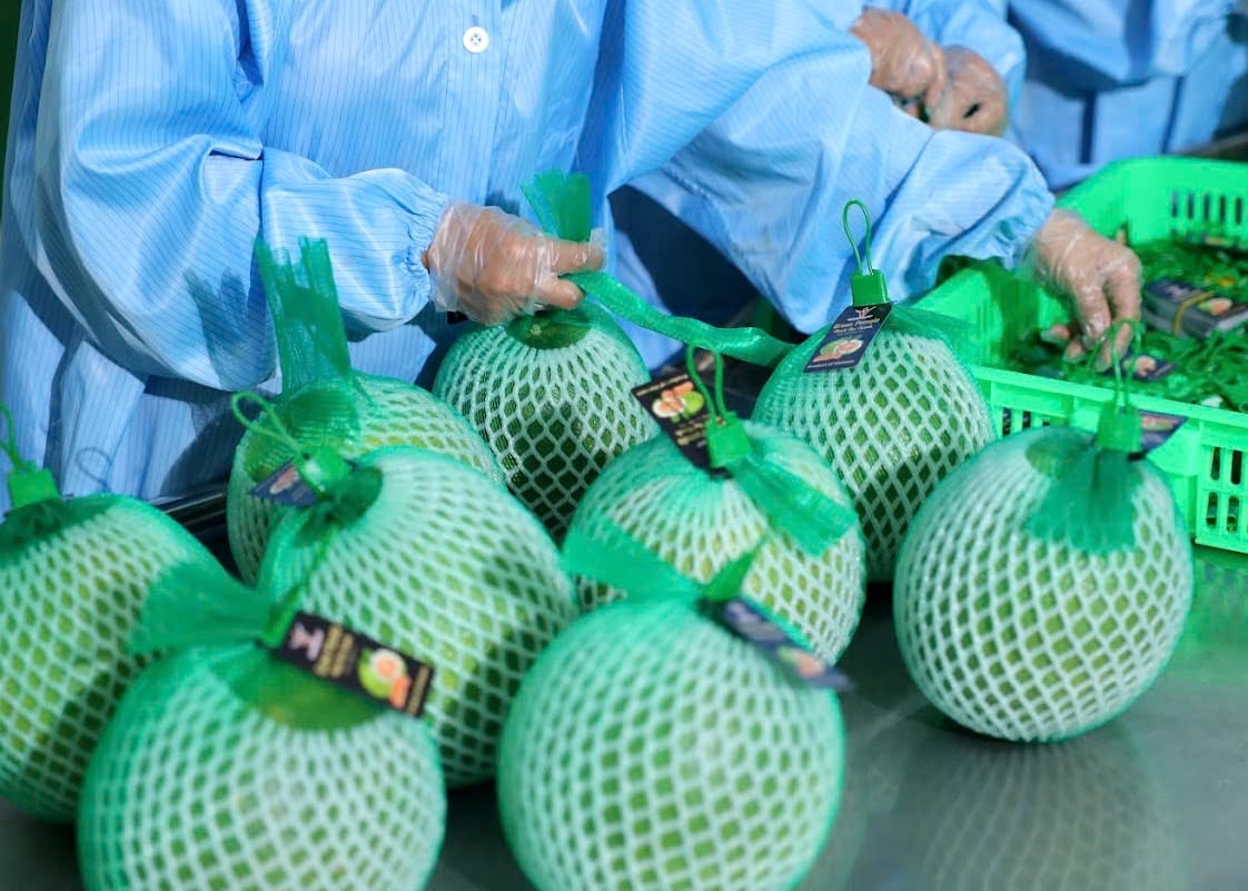 Green skin pomelos being prepared for export at Vina T&T’s processing facility. Photo: Son Trang. Green skin pomelos being prepared for export at Vina T&T’s processing facility. Photo: Son Trang.