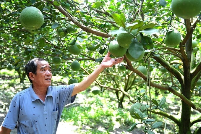 Green skin pomelo has great potential and advantages for export to the Australian market. Photo: Hong Thuy.