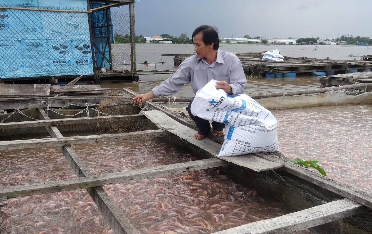 Farmers raising red tilapia in the Hau River. Photo: Son Trang. Farmers raising red tilapia in the Hau River. Photo: Son Trang.