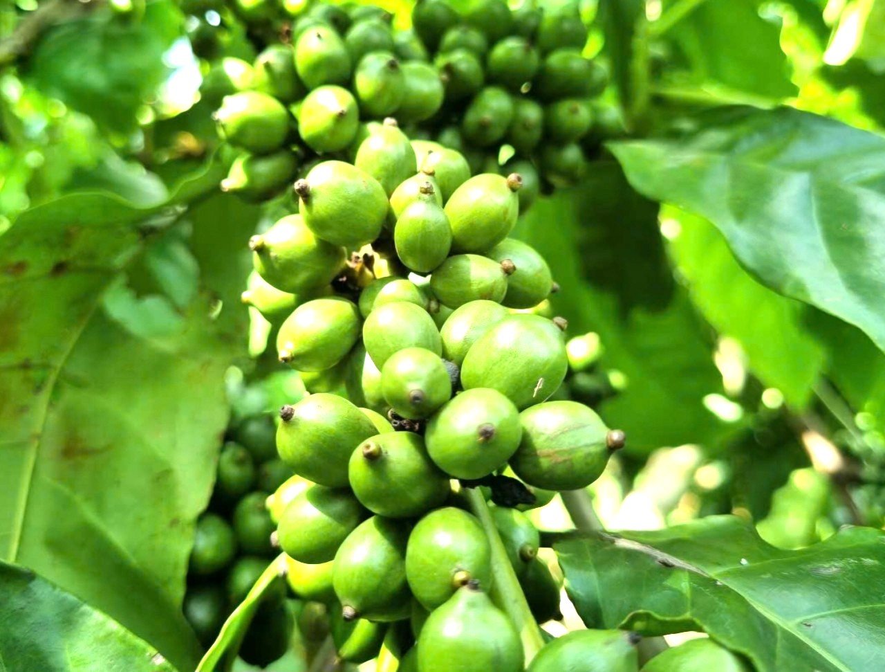 Gia Lai coffee meets Organic, Rainforest Alliance, and 4C standards. Photo: Dang Lam. Gia Lai coffee meets Organic, Rainforest Alliance, and 4C standards. Photo: Dang Lam.