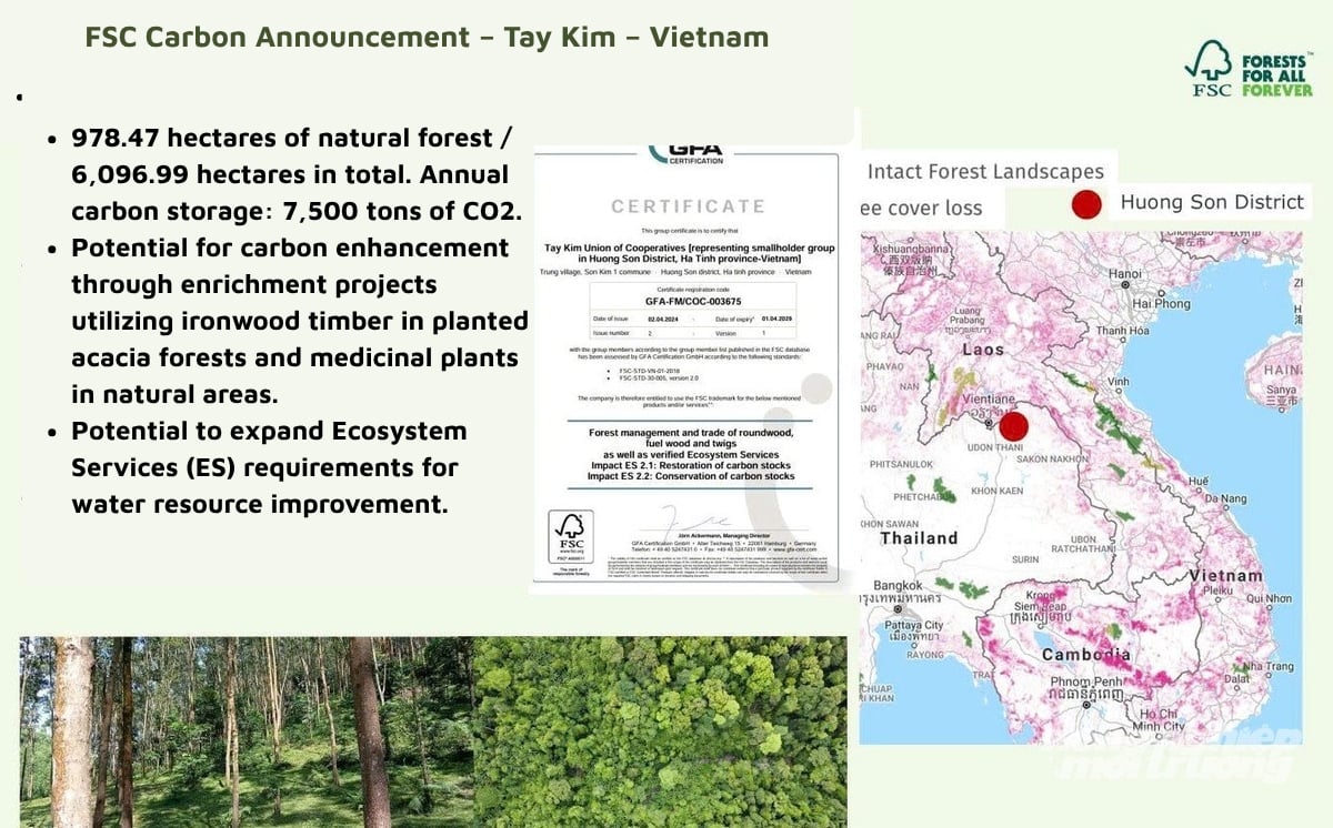 Over 978 hectares of natural forest owned by 160 households in Son Kim 2, Son Tay, and Son Hong Communes store 7,500 tons of CO2 per year. Photo: Thanh Nga.