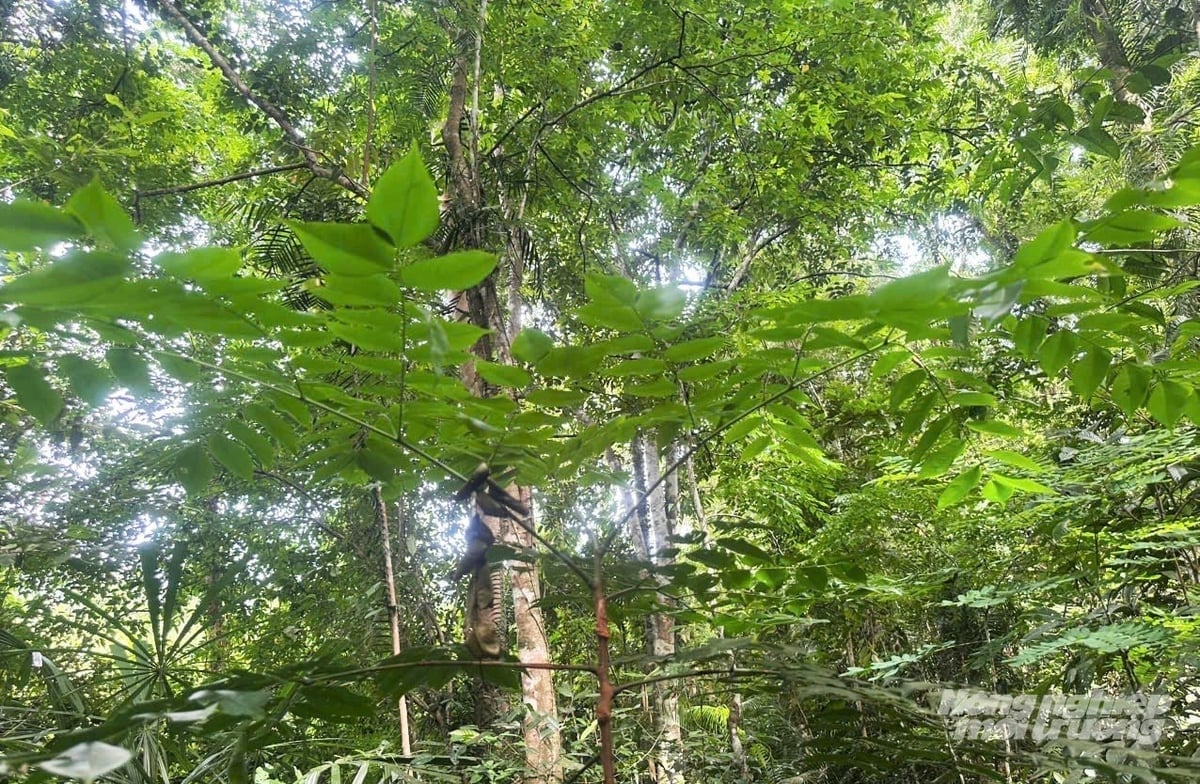 To ensure conditions for carbon sequestration and storage, natural forest areas must be FSC certified. Photo: Thanh Nga.