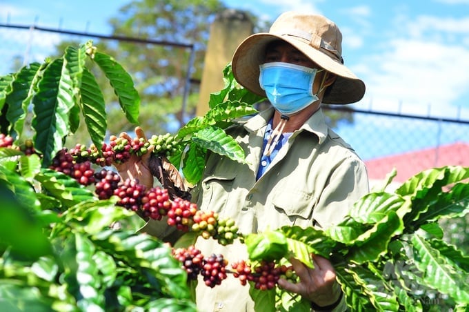 Coffee harvesting in Central Highlands Viet Nam. Photo: Minh Hau. 