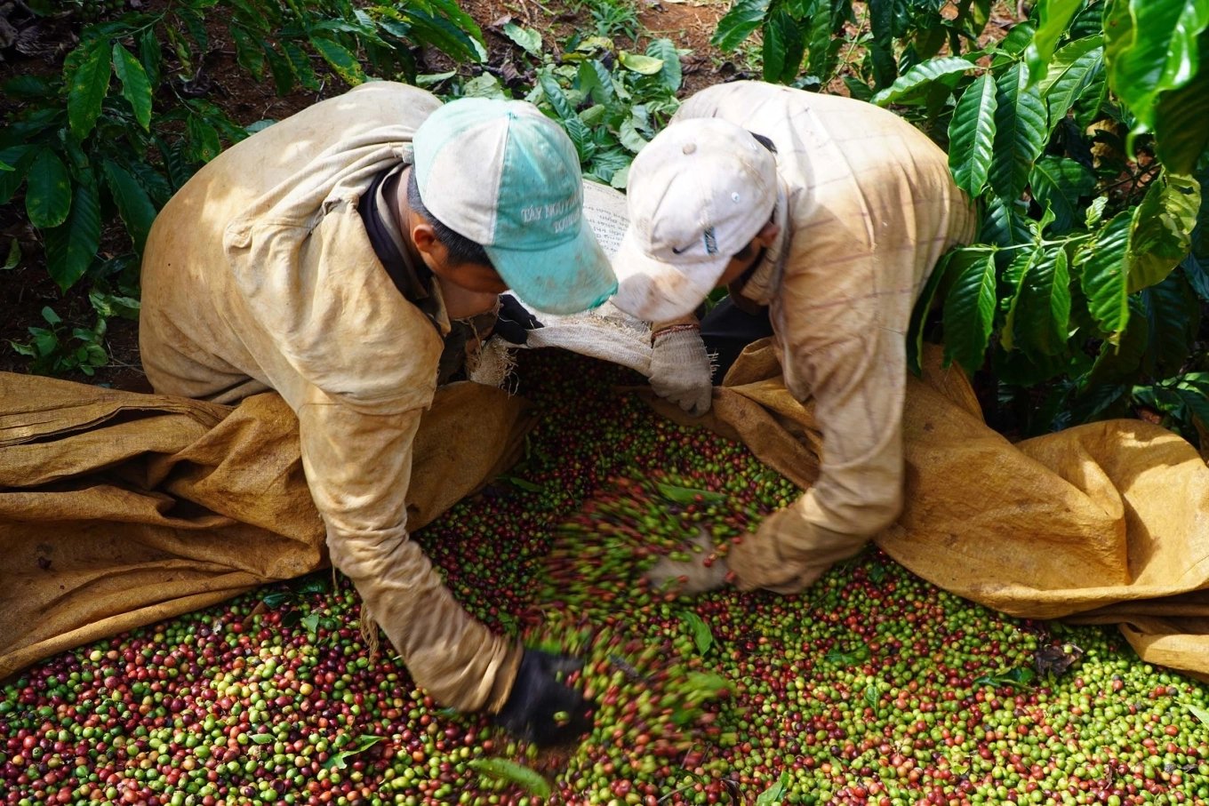 Coffee harvesting in Gia Lai. Photo: Duc Hoa/ VnExpress.