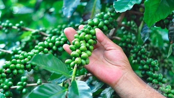 Coffee prices on October 1, 2025, domestically and globally