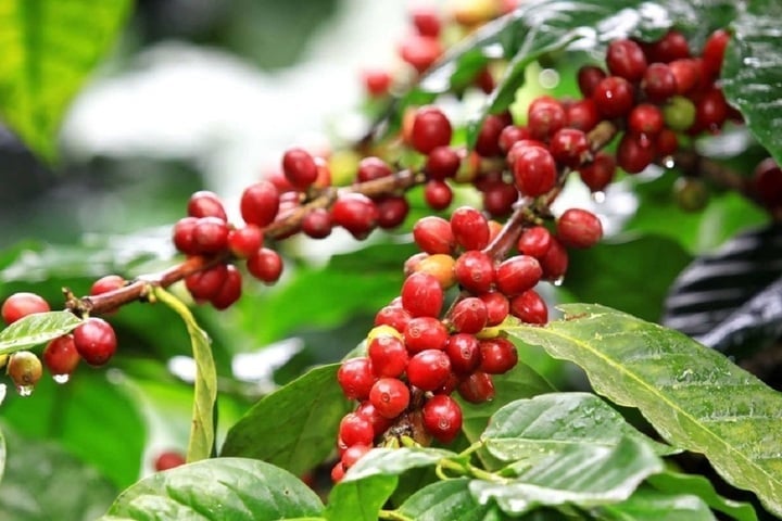 Coffee prices on September 30, 2025, domestically and globally Coffee prices on September 30, 2025, domestically and globally