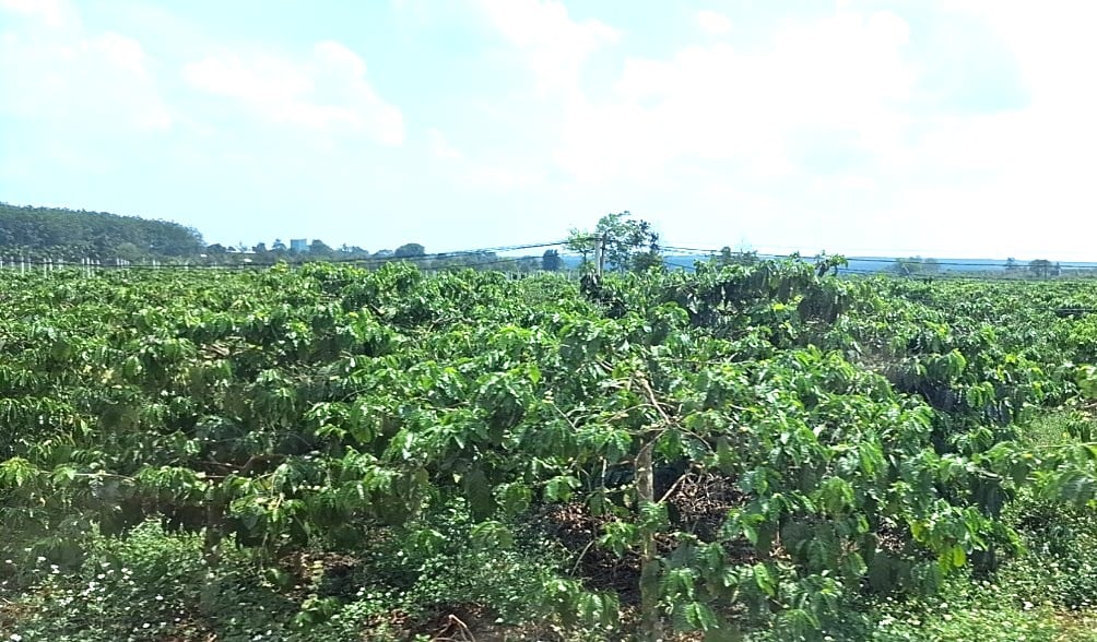 Gia Lai has more than 107,400 hectares of coffee. Photo: Dang Lam. Gia Lai has more than 107,400 hectares of coffee. Photo: Dang Lam.