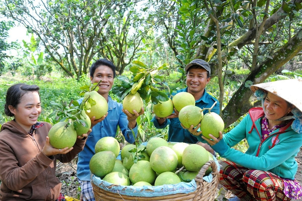 The Australian market is known for its rigorous standards, but it also sets benchmarks for other markets. Once recognized here, Vietnamese pomelos can confidently enter other premium destinations. 