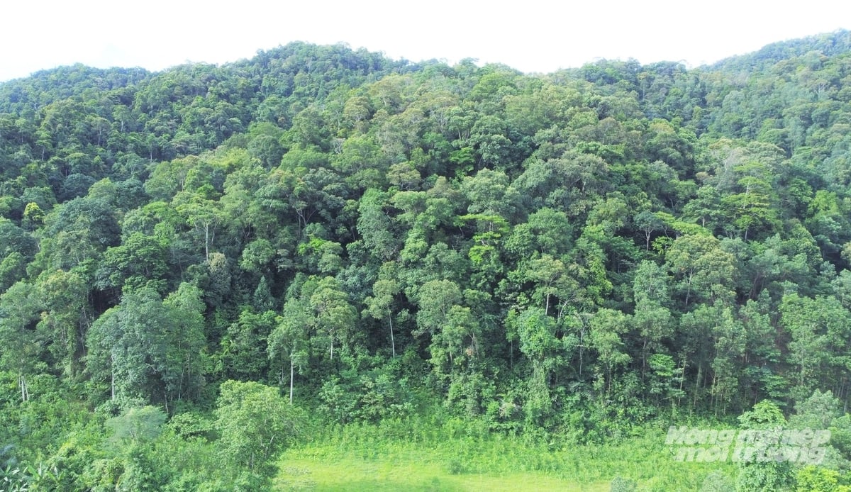 Nearly 20,000 hectares of natural forest managed by HFSC were granted FSC certification in 2014. Photo: Thanh Nga.