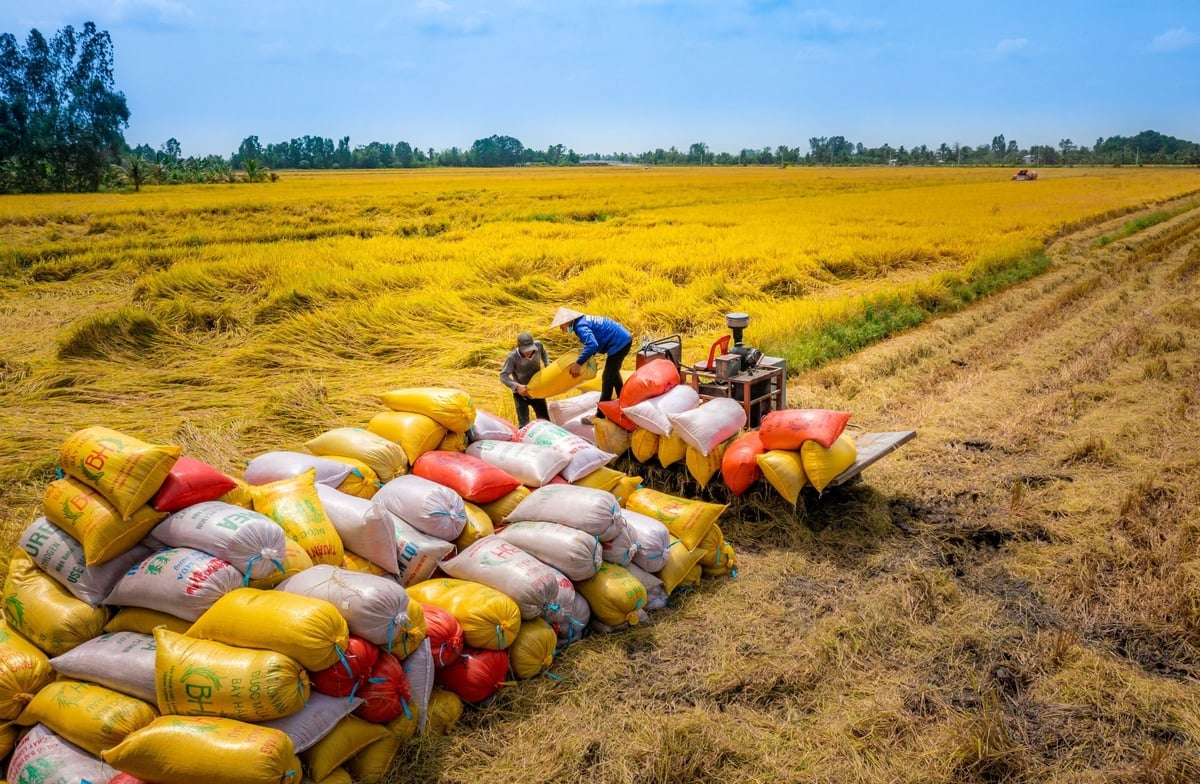 The biggest challenge currently facing local rice exporters is the rising cost burden caused by large stockpiles. Photo: Lam Anh. The biggest challenge currently facing local rice exporters is the rising cost burden caused by large stockpiles. Photo: Lam Anh.