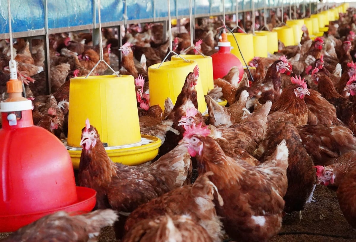 Layer hens raised in compliance with animal welfare standards. Photo: Nguyen Thuy.
