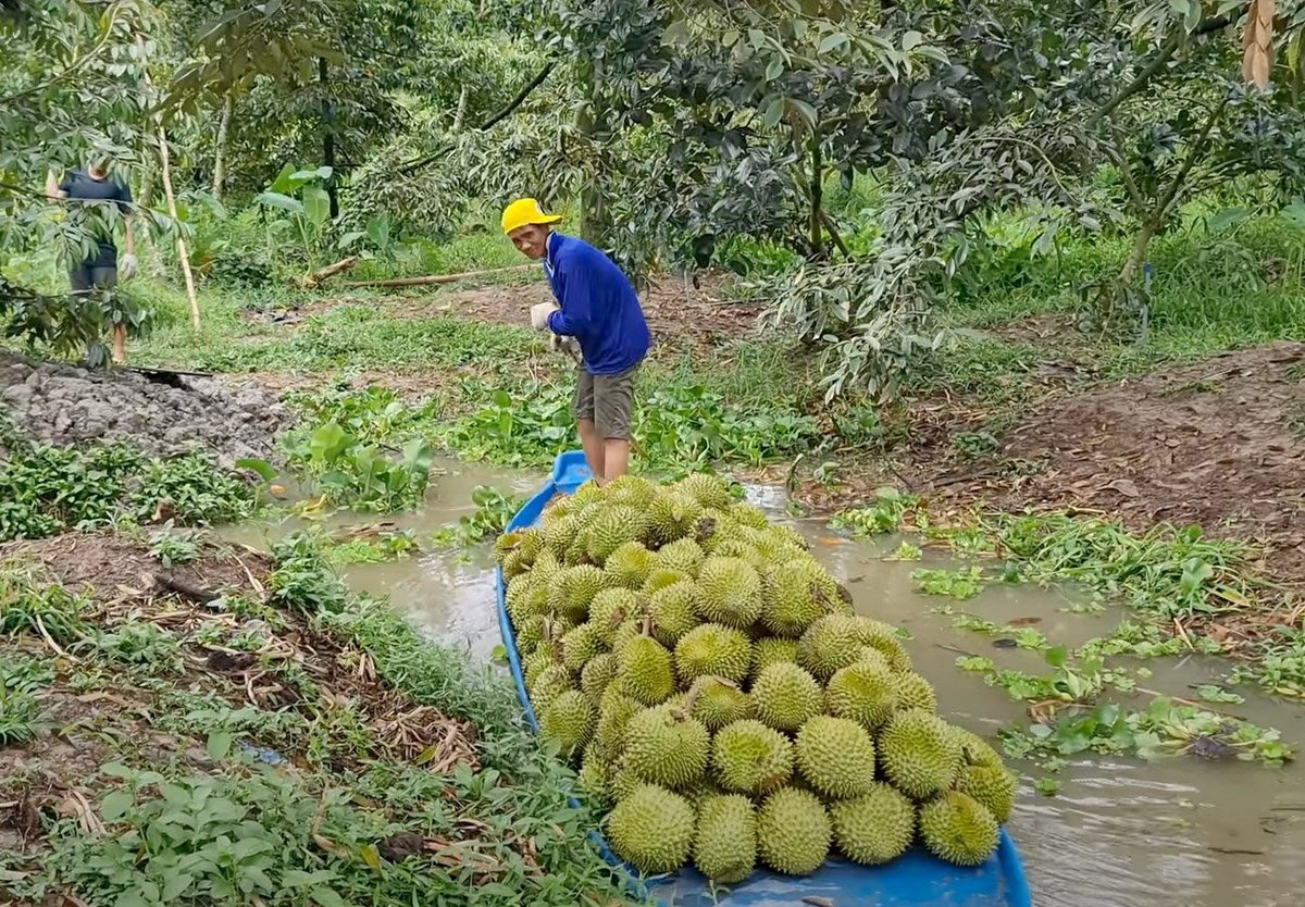 Durian harvest in the Mekong Delta. Photo: Son Trang. Durian harvest in the Mekong Delta. Photo: Son Trang.