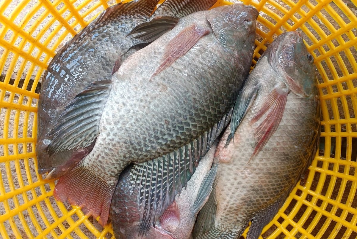 Freshly harvested tilapia. Photo: Son Trang. Freshly harvested tilapia. Photo: Son Trang.