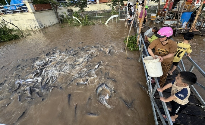 Fish conservation model in Hong Ngu ward, Dong Thap province. Photo: Ngoc Tai