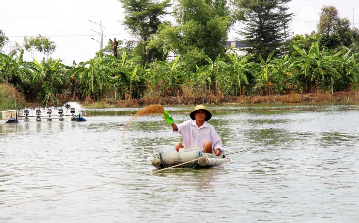 Building linkage chains to create green value has become the key task of enterprises and production units. Photo: Hong Tham.