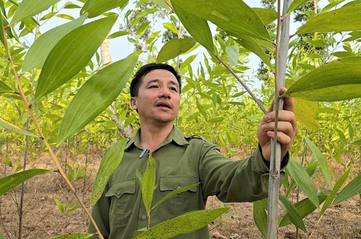 The Xuan Loc Protection Forest Management Board's planted forests are certified under FSC standards. Photo: Minh Sang.