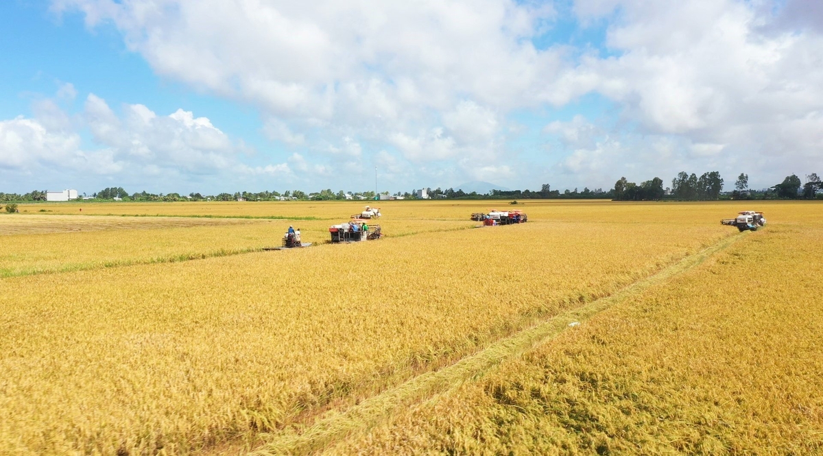 A 'Vietnam Green and Low-Emission Rice' production area of A An Food JSC. Photo: Hong Tham. A 'Vietnam Green and Low-Emission Rice' production area of A An Food JSC. Photo: Hong Tham.