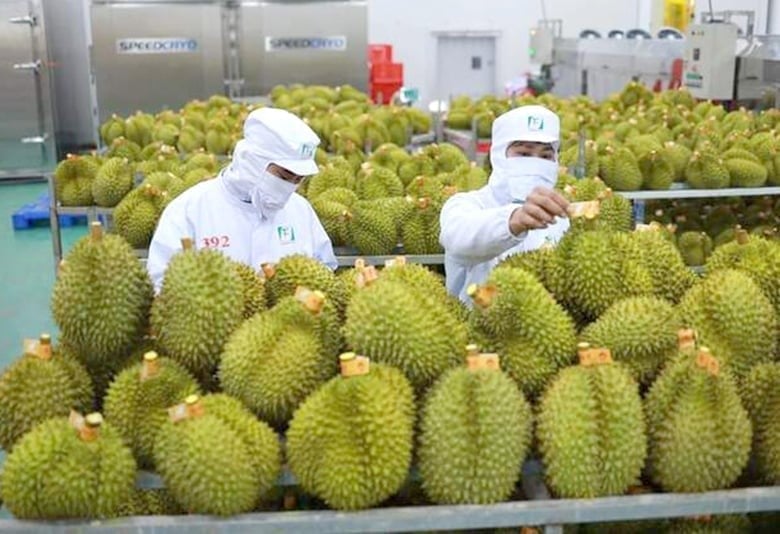 Durian remains the main driver of Viet Nam's fruit and vegetable exports. Photo: Vo Viet.
