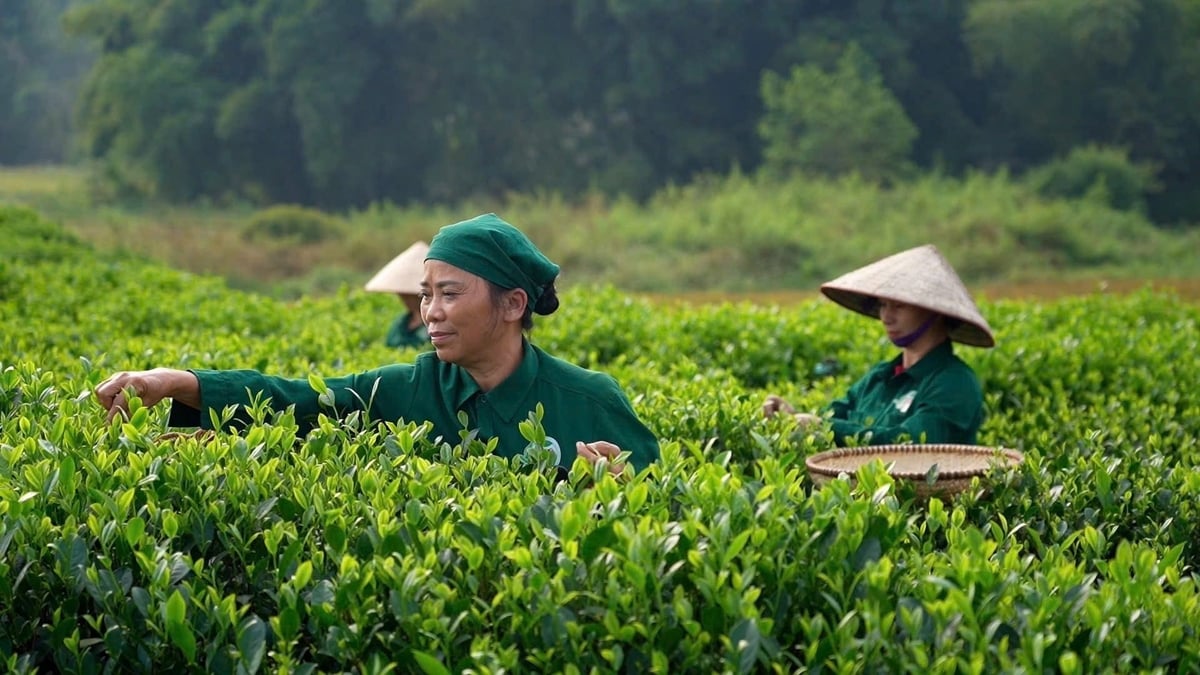 During the first nine months of 2025, in terms of volume, China, Viet Nam, Indonesia, Malaysia, Japan, and Myanmar were the major tea suppliers to Thailand. Photo: Hong Tham. During the first nine months of 2025, in terms of volume, China, Viet Nam, Indonesia, Malaysia, Japan, and Myanmar were the major tea suppliers to Thailand. Photo: Hong Tham.