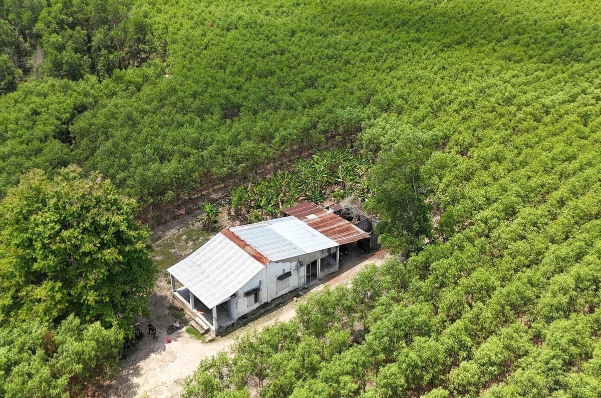 FSC certification creates favorable conditions for the Xuan Loc Protection Forest Management Board to prepare for participation in the carbon credit market. Photo: Minh Sang.