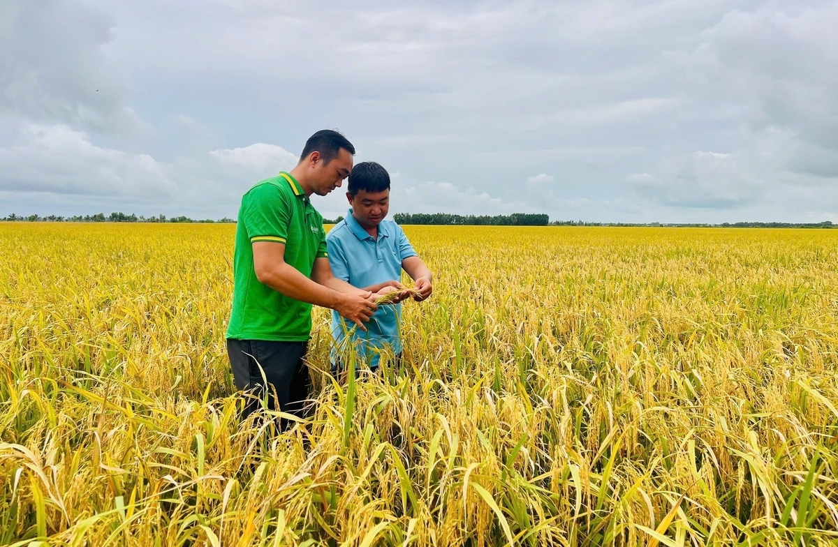 In raw material areas where farmers comply fully with the production process and meet requirements on pesticide residue safety, A An offers an additional bonus of VND 300–500/kg on the paddy purchasing price. Photo: Hong Tham. In raw material areas where farmers comply fully with the production process and meet requirements on pesticide residue safety, A An offers an additional bonus of VND 300–500/kg on the paddy purchasing price. Photo: Hong Tham.
